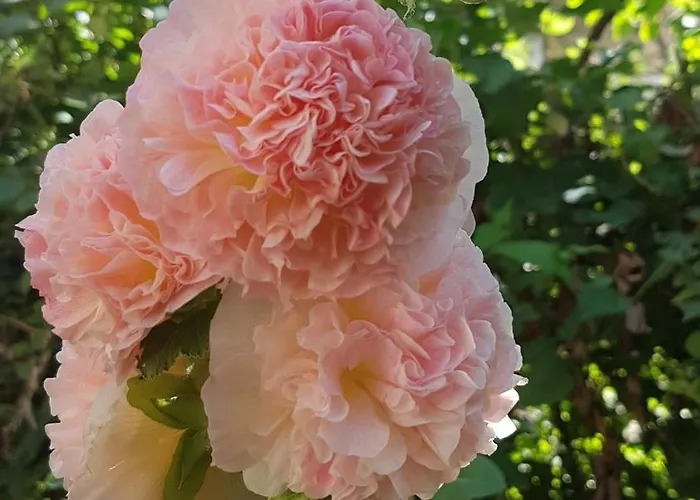 Gite Alexandra Apartman Aubin